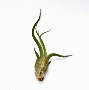 6" Air Plant - Tillandsia caput medusae 'Kracken'