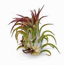 Load image into Gallery viewer, 2&quot; Air Plant - Tillandsia Ionantha scaposa
