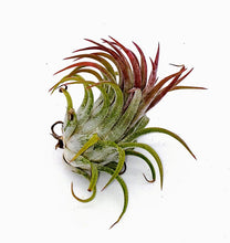 Load image into Gallery viewer, 2&quot; Air Plant - Tillandsia Ionantha scaposa
