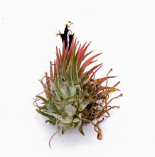 Load image into Gallery viewer, 2&quot; Air Plant - Tillandsia Ionantha Guatemala

