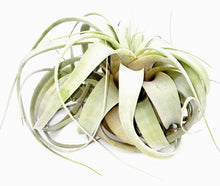 Load image into Gallery viewer, 10&quot; Air Plant - Tillandsia xerographica (large)
