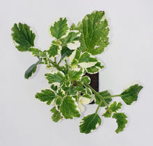 Load image into Gallery viewer, 2&quot; Plectranthus amboinicus - &#39;Cuban Oregano&#39; / &#39;Mexican Mint&#39; / &#39;Vicks Plant&#39;
