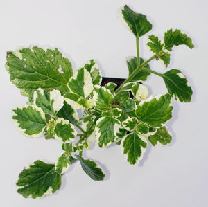 2" Plectranthus amboinicus - 'Cuban Oregano' / 'Mexican Mint' / 'Vicks Plant'