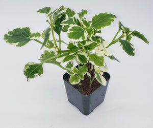 2" Plectranthus amboinicus - 'Cuban Oregano' / 'Mexican Mint' / 'Vicks Plant'