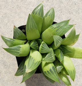 2" Haworthia retusa