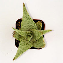 Load image into Gallery viewer, 2&quot; Aloe &#39;Oik&#39;
