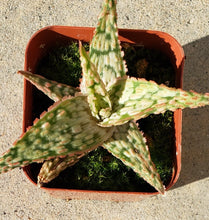 Load image into Gallery viewer, 2&quot; Aloe &#39;Oik&#39;

