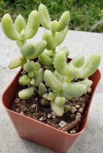 2" Delosperma echinatum 'Pickle Plant'