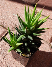Load image into Gallery viewer, 2&quot; &#39;Pointy Leaf&#39; Aloe
