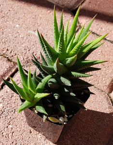 2" 'Pointy Leaf' Aloe