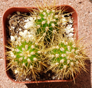 2" 'Mini Barrel' Cactus