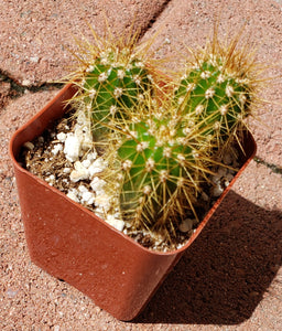 2" 'Mini Barrel' Cactus