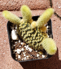 Load image into Gallery viewer, 2&quot; &#39;Mouse Ears&#39; Cactus
