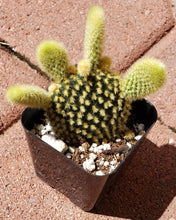 Load image into Gallery viewer, 2&quot; &#39;Mouse Ears&#39; Cactus
