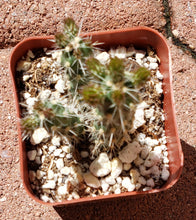 Load image into Gallery viewer, 2&quot; &#39;Mini Chollas&#39; Cactus
