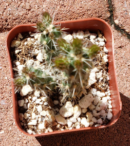 2" 'Mini Chollas' Cactus