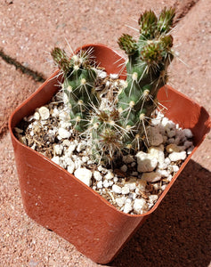 2" 'Mini Chollas' Cactus