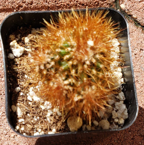 2" Mammillaria Elongata 'Copper King' Cactus