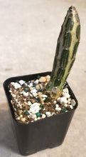 Load image into Gallery viewer, 2&quot; &#39;Candle&#39; Cactus
