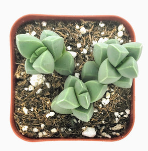 2" Corpuscularia lehmannii 'Ice Plant'