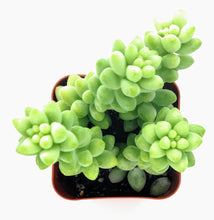 Load image into Gallery viewer, 2&quot; Sedum morganianum &#39;Burro&#39;s Tail&#39; (Donkey&#39;s Tail)
