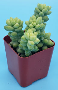 2" Sedum morganianum 'Burro's Tail' (Donkey's Tail)