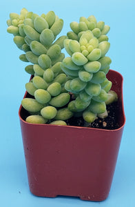 2" Sedum morganianum 'Burro's Tail' (Donkey's Tail)