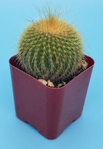 2" Parodia leninghausii 'Golden Ball' Cactus