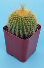 Load image into Gallery viewer, 2&quot; Parodia leninghausii &#39;Golden Ball&#39; Cactus
