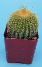 Load image into Gallery viewer, 2&quot; Parodia leninghausii &#39;Golden Ball&#39; Cactus
