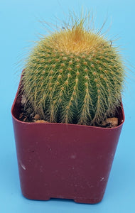2" Parodia leninghausii 'Golden Ball' Cactus