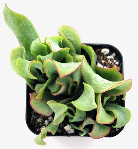 2" 'Ruffle' Jade