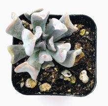 Load image into Gallery viewer, 2&quot; Echeveria &#39;Cubic Frost&#39; [LIMITED]
