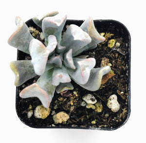 2" Echeveria 'Cubic Frost' [LIMITED]