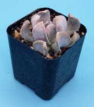 Load image into Gallery viewer, 2&quot; Echeveria &#39;Cubic Frost&#39; [LIMITED]
