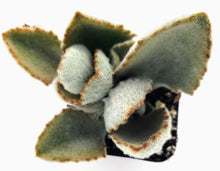 Load image into Gallery viewer, 2&quot; Kalanchoe beharensis &#39;Fang&#39;
