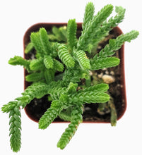 Load image into Gallery viewer, 2&quot; Crassula &#39;Watch Chain&#39;
