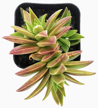 Load image into Gallery viewer, 2&quot; Crassula &#39;Red Pagoda&#39;
