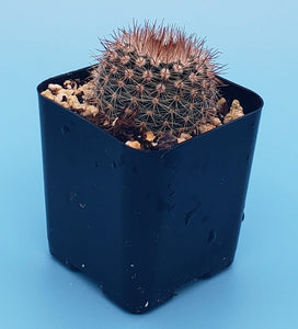 2" 'Pincushion' Cactus