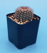 Load image into Gallery viewer, 2&quot; &#39;Pincushion&#39; Cactus
