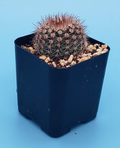 2" 'Pincushion' Cactus