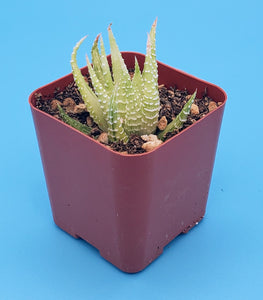 2" Haworthia fasciata (variegated) 'Zebra Cactus'