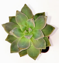 Load image into Gallery viewer, 2&quot; Graptopetalum paraguayense &#39;Ghost Plant&#39;
