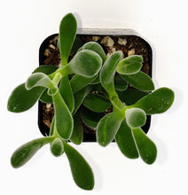 Load image into Gallery viewer, 2&quot; Crassula congesta &#39;Green Beans&#39;
