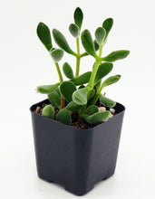 Load image into Gallery viewer, 2&quot; Crassula congesta &#39;Green Beans&#39;
