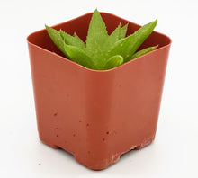 Load image into Gallery viewer, 2&quot; Haworthia &#39;Green&#39;

