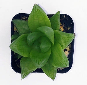 2" 'Window' Haworthia