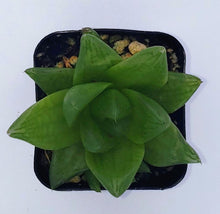 Load image into Gallery viewer, 2&quot; &#39;Window&#39; Haworthia
