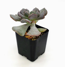 Load image into Gallery viewer, 2&quot; Echeveria runyonii &#39;Topsy Turvy&#39;
