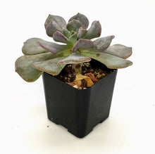 Load image into Gallery viewer, 2&quot; Echeveria runyonii &#39;Topsy Turvy&#39;
